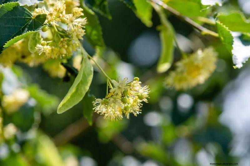 Do Key Lime Trees Self‑Pollinate? A Complete Guide