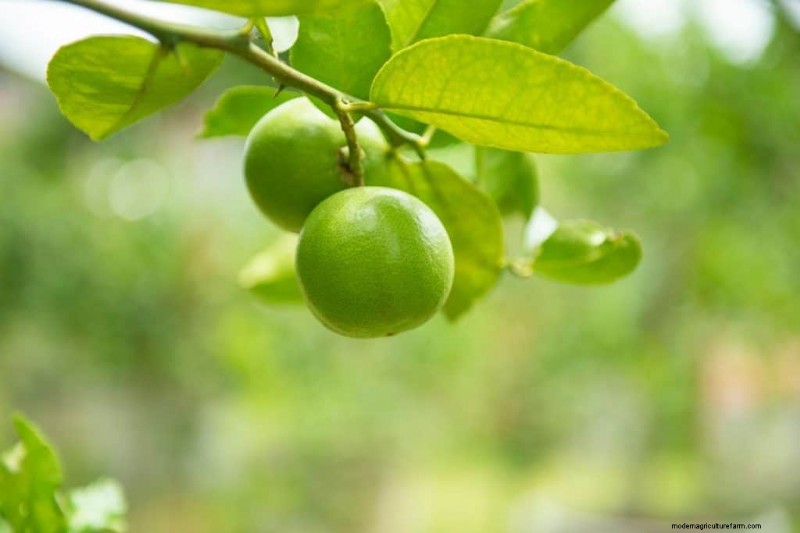 Do Key Lime Trees Self‑Pollinate? A Complete Guide