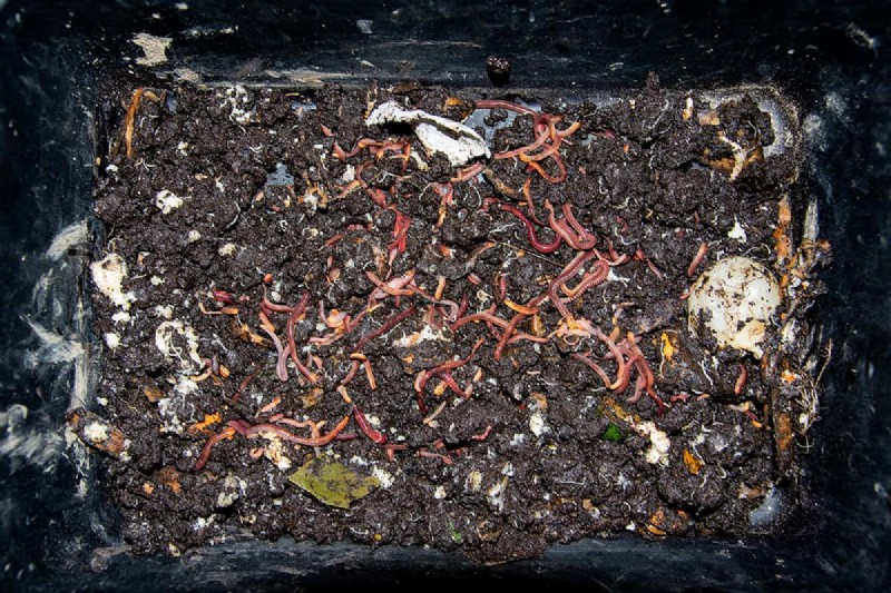 Should You Add Worms to Your Raised Garden Bed? A Practical Guide