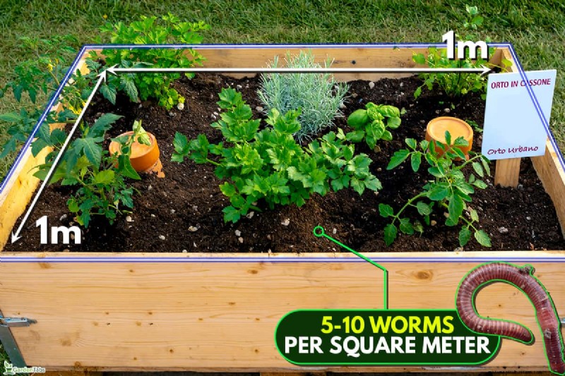 Should You Add Worms to Your Raised Garden Bed? A Practical Guide