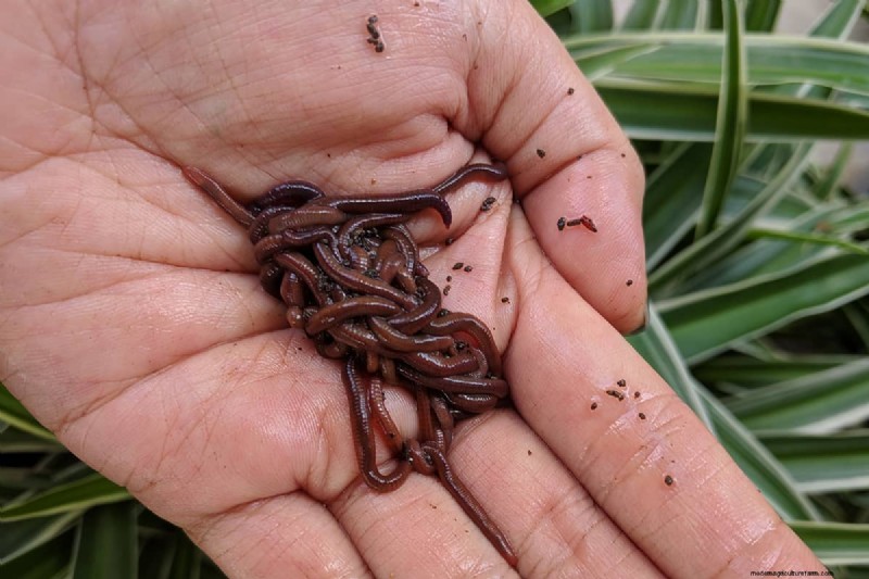 Should You Add Worms to Your Raised Garden Bed? A Practical Guide
