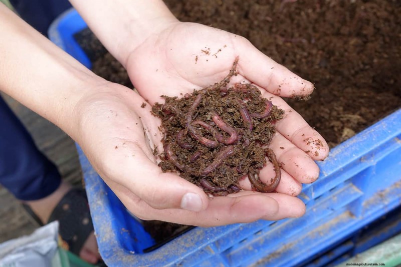 Should You Add Worms to Your Raised Garden Bed? A Practical Guide