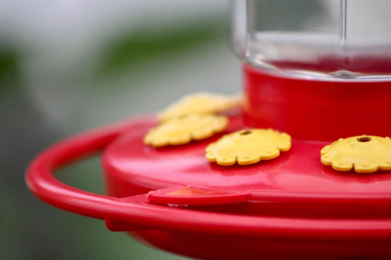 Choosing the Right Paint for Your Hummingbird Feeder: Safe, Weather‑Resistant Options