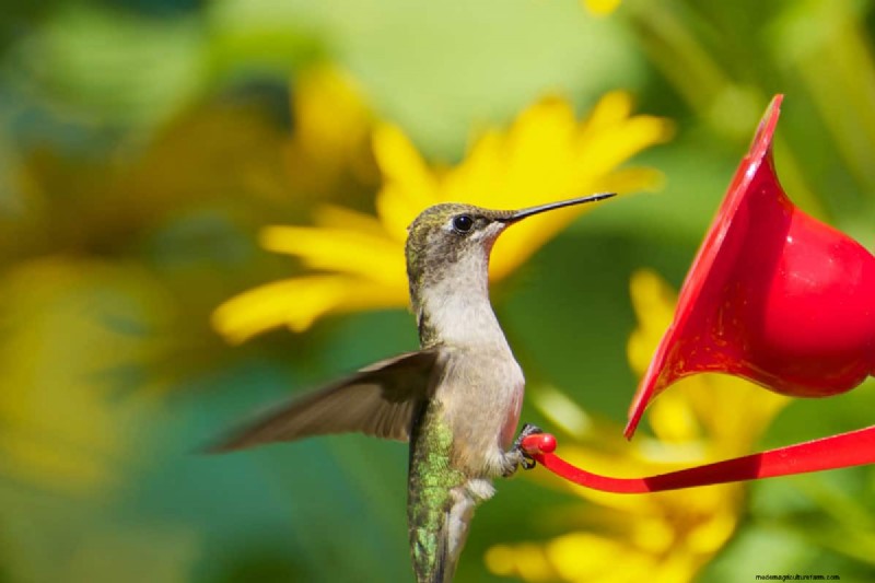 Choosing the Right Paint for Your Hummingbird Feeder: Safe, Weather‑Resistant Options