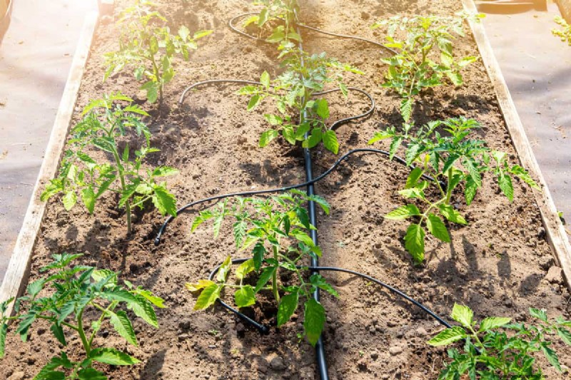 How Many Drip Emitters Can You Install on a Single Line? Expert Guide