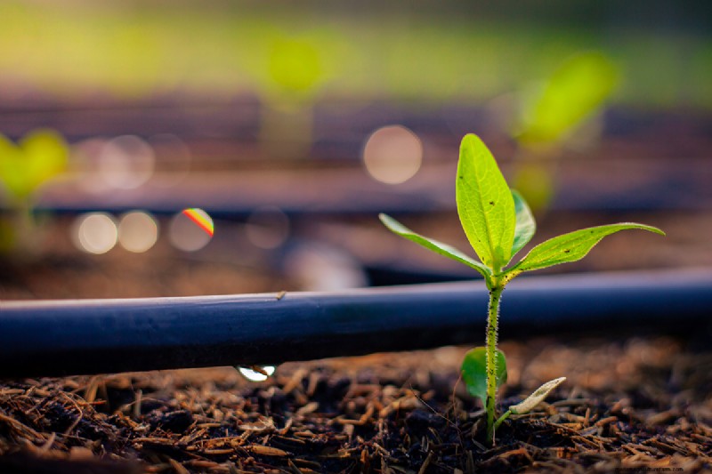 How to Prepare Desert Soil for a Thriving Garden