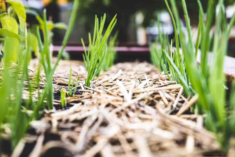 How to Prepare Desert Soil for a Thriving Garden