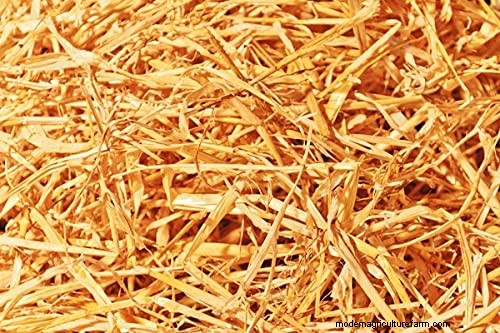 How to Prepare Desert Soil for a Thriving Garden