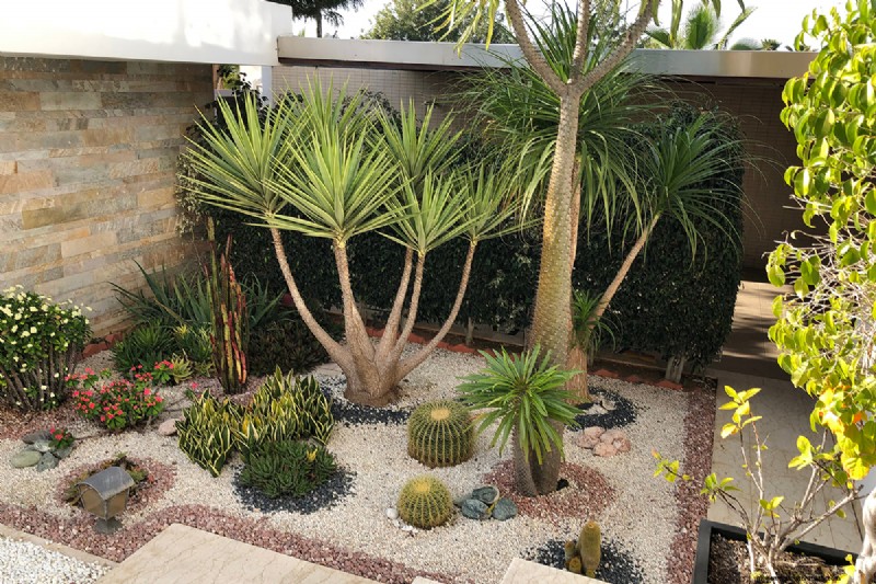 How to Prepare Desert Soil for a Thriving Garden