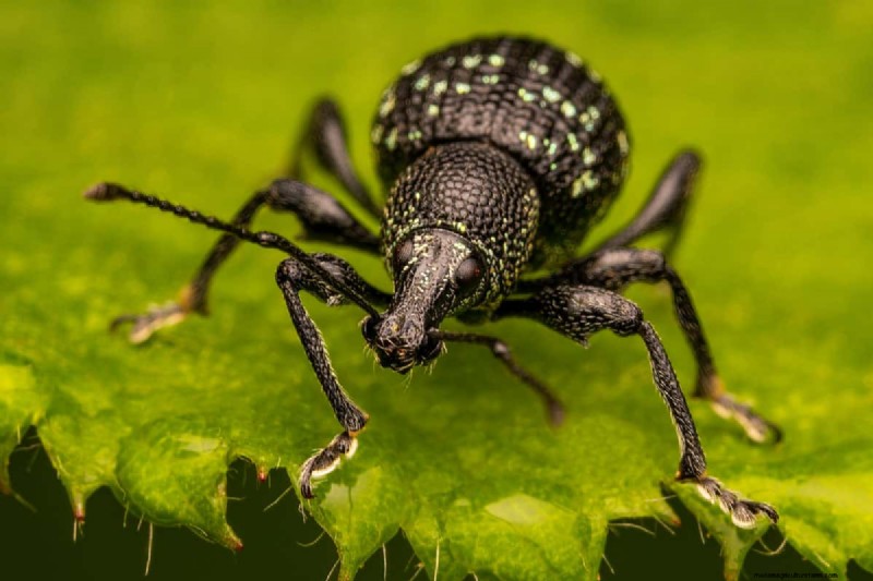 Black Vine Weevil: Identification, Damage, and Effective Control Strategies
