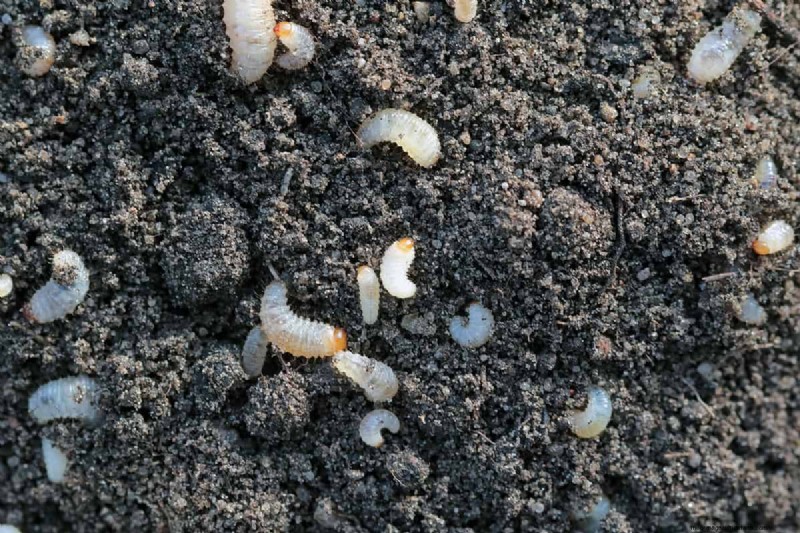 Black Vine Weevil: Identification, Damage, and Effective Control Strategies