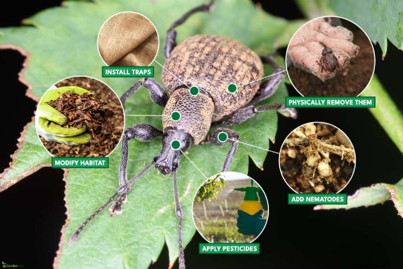 Black Vine Weevil: Identification, Damage, and Effective Control Strategies