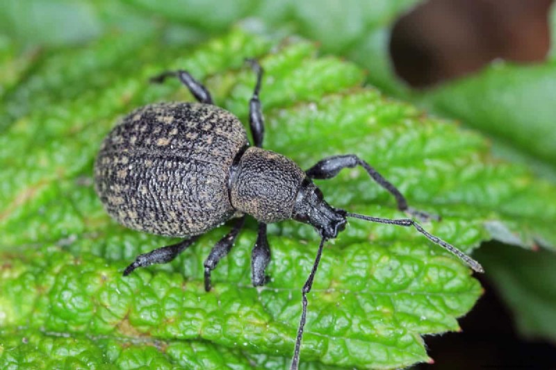 Black Vine Weevil: Identification, Damage, and Effective Control Strategies