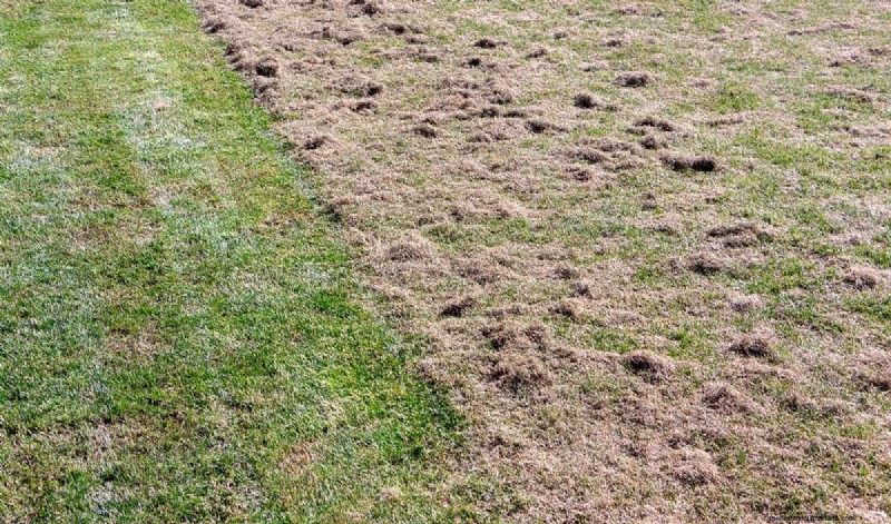 Optimal Aeration Hole Spacing for a Healthy Lawn