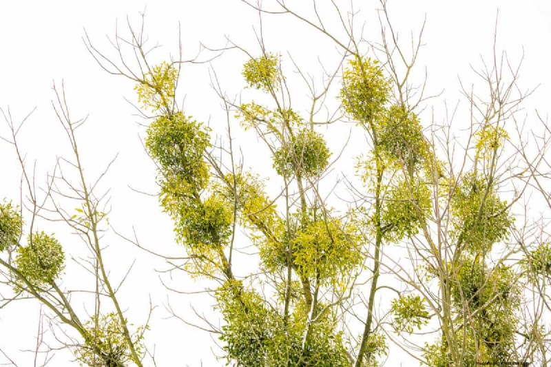 Is Roundup Safe for Mistletoe? Expert Guidance on Managing This Parasitic Plant