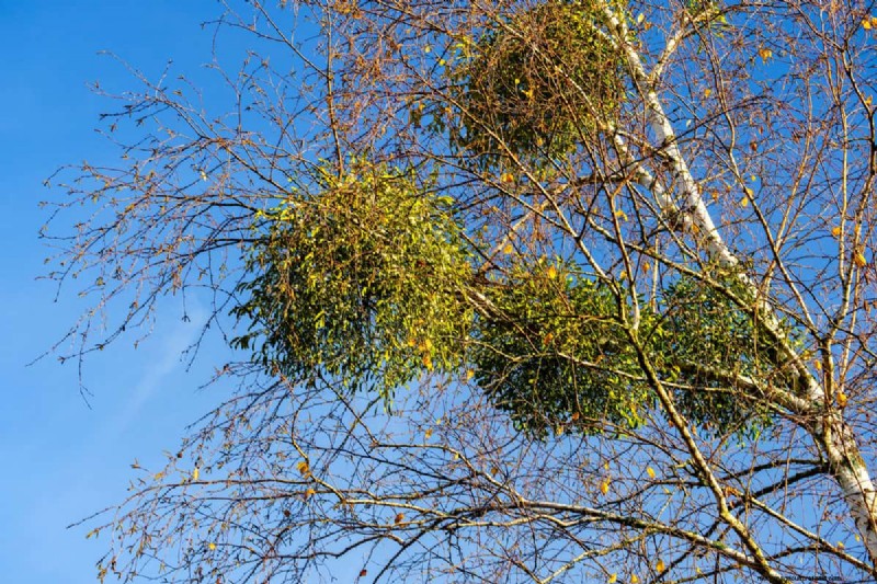 Is Roundup Safe for Mistletoe? Expert Guidance on Managing This Parasitic Plant