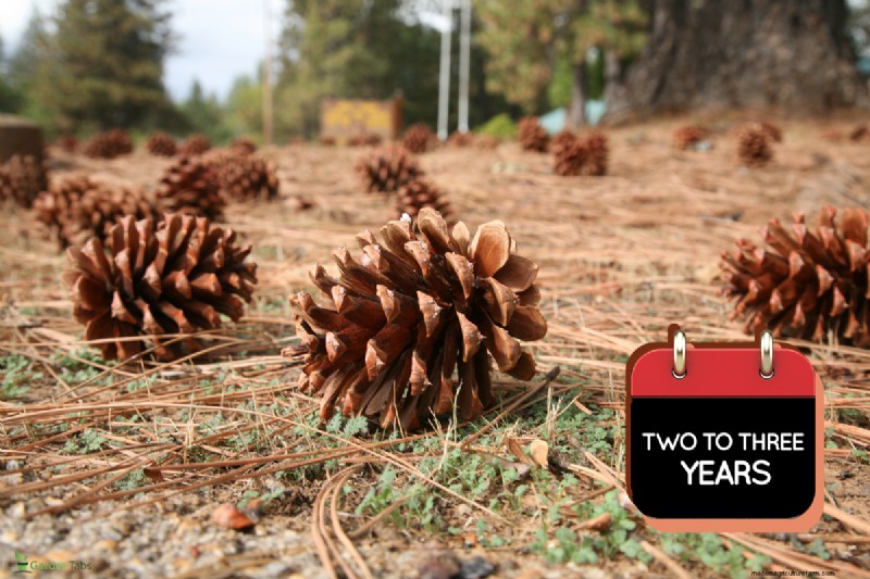 Efficiently Removing Pine Cones: Expert Tips for a Clean Yard