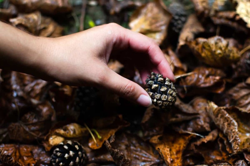 Efficiently Removing Pine Cones: Expert Tips for a Clean Yard