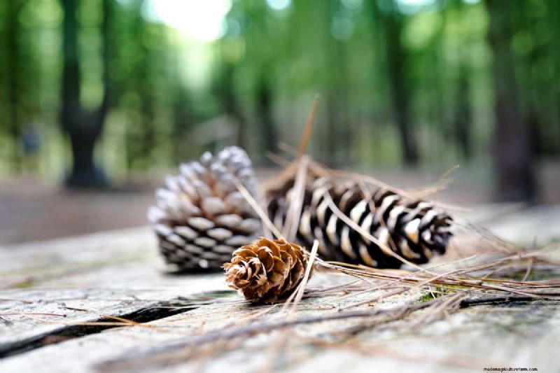 Efficiently Removing Pine Cones: Expert Tips for a Clean Yard
