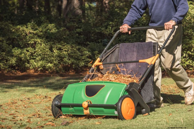 Efficiently Removing Pine Cones: Expert Tips for a Clean Yard