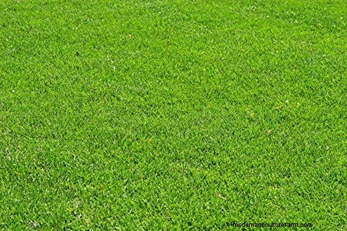 Must Sod Be Level With Concrete? Why It Should Be Lower for Drainage and Safety