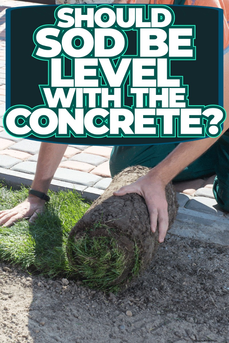 Must Sod Be Level With Concrete? Why It Should Be Lower for Drainage and Safety