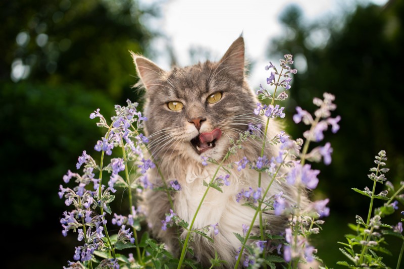 Why Is My Catnip Turning Purple? Understanding the Causes and How to Fix It