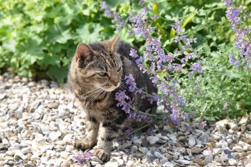 Why Is My Catnip Turning Purple? Understanding the Causes and How to Fix It