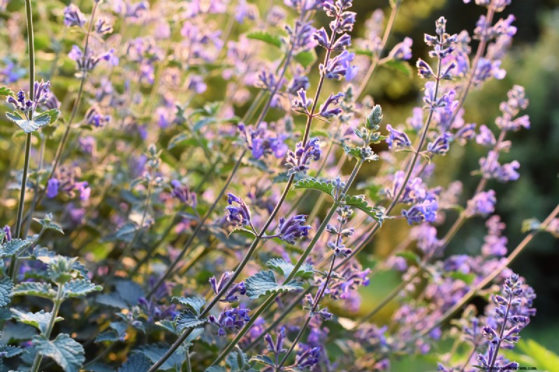 Why Is My Catnip Turning Purple? Understanding the Causes and How to Fix It