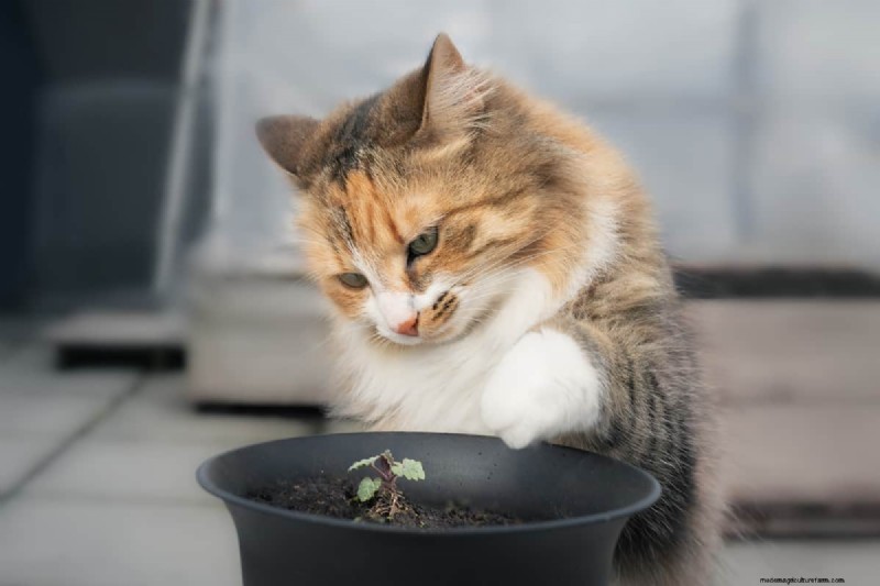 Why Is My Catnip Turning Purple? Understanding the Causes and How to Fix It