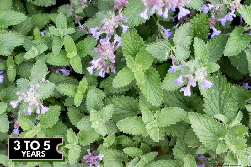 Why Is My Catnip Turning Purple? Understanding the Causes and How to Fix It