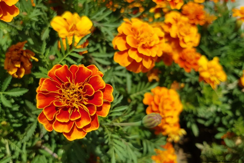 Full Sun for Marigolds: A Complete Beginner’s Guide to Growing, Caring, and Benefits
