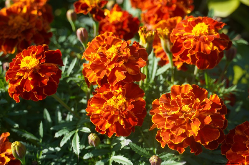 Full Sun for Marigolds: A Complete Beginner’s Guide to Growing, Caring, and Benefits