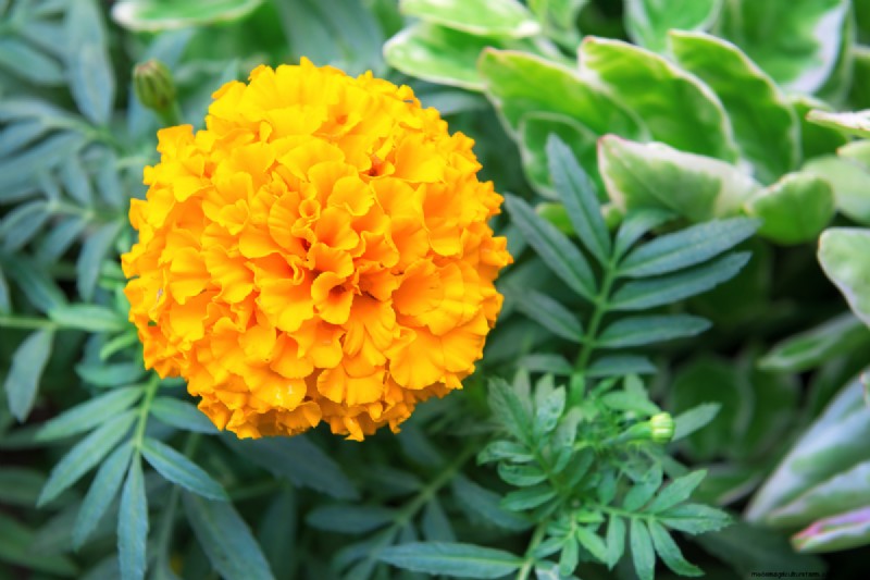 Full Sun for Marigolds: A Complete Beginner’s Guide to Growing, Caring, and Benefits