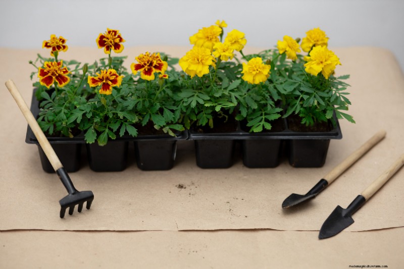 Full Sun for Marigolds: A Complete Beginner’s Guide to Growing, Caring, and Benefits