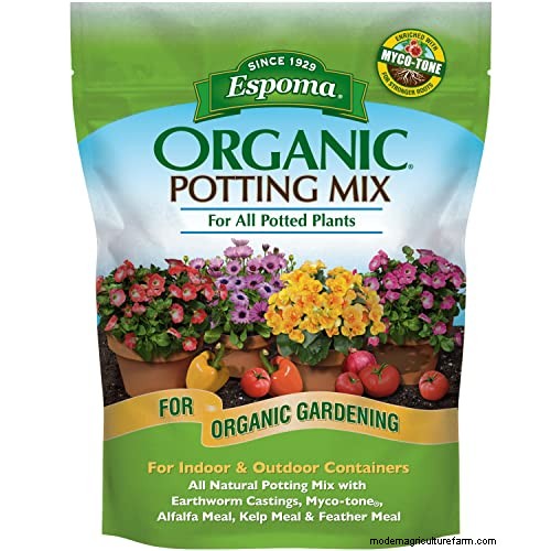 Full Sun for Marigolds: A Complete Beginner’s Guide to Growing, Caring, and Benefits