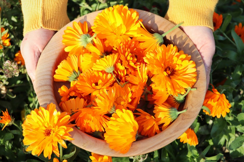 Full Sun for Marigolds: A Complete Beginner’s Guide to Growing, Caring, and Benefits