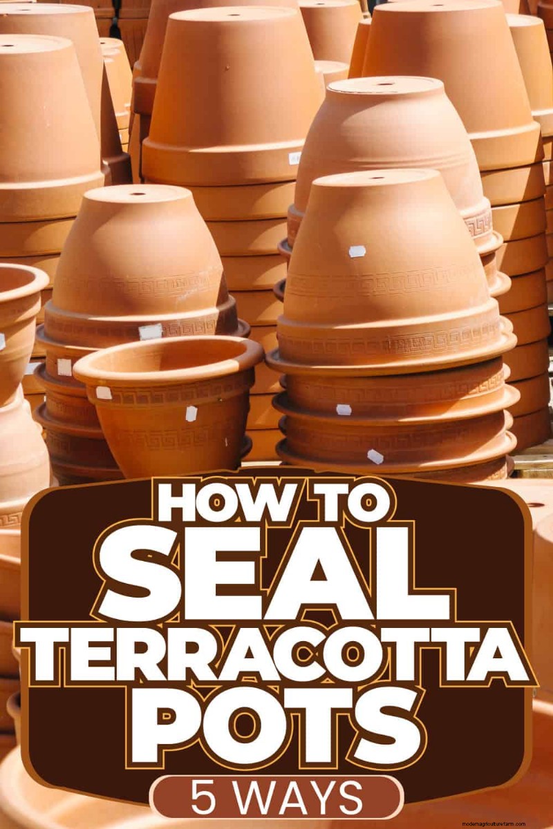 How to Seal Terracotta Pots: 5 Expert Techniques for Longevity and Plant Health