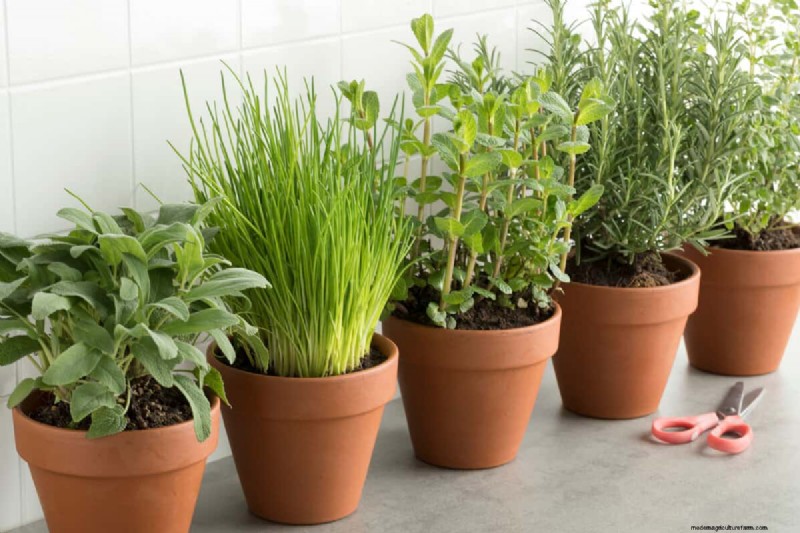 How to Seal Terracotta Pots: 5 Expert Techniques for Longevity and Plant Health