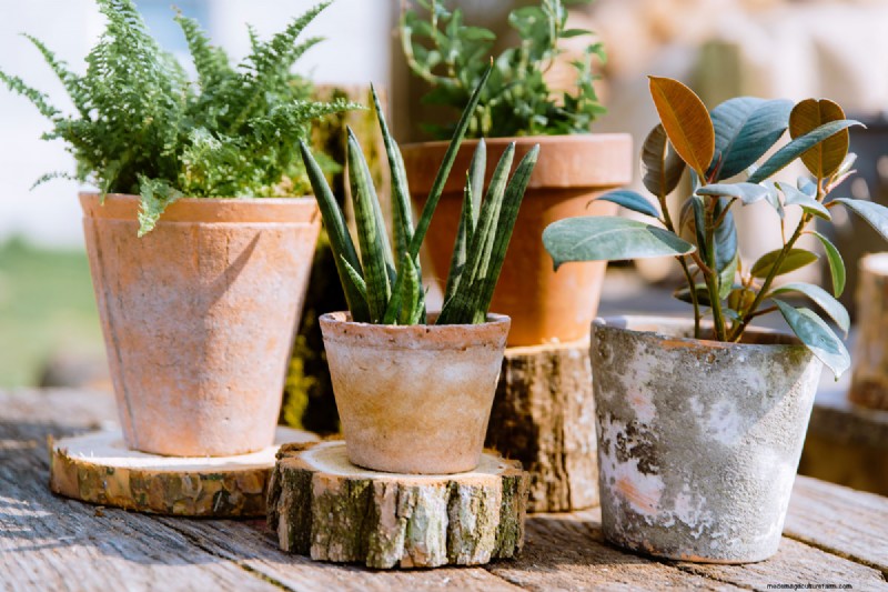 How to Seal Terracotta Pots: 5 Expert Techniques for Longevity and Plant Health