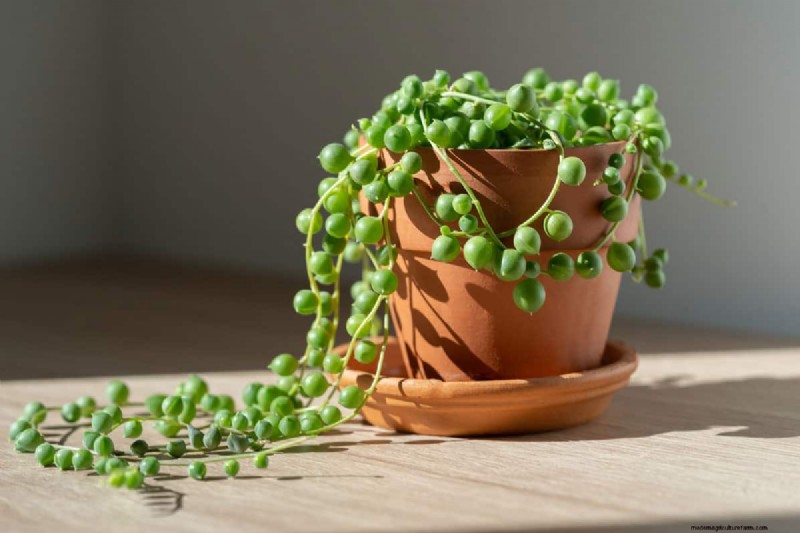 How to Seal Terracotta Pots: 5 Expert Techniques for Longevity and Plant Health