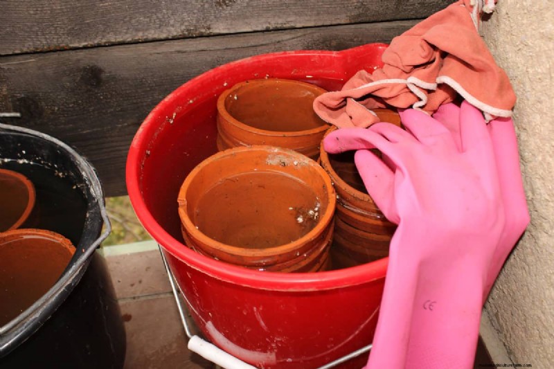 How to Seal Terracotta Pots: 5 Expert Techniques for Longevity and Plant Health