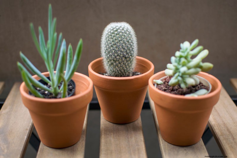 How to Seal Terracotta Pots: 5 Expert Techniques for Longevity and Plant Health