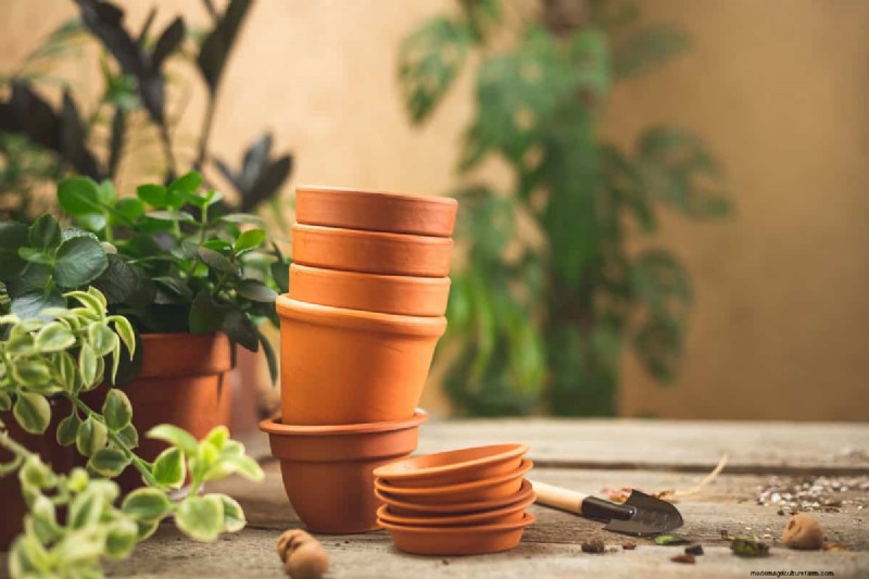 How to Seal Terracotta Pots: 5 Expert Techniques for Longevity and Plant Health