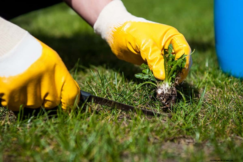 Effective Strategies for Removing Long‑Taproot Weeds