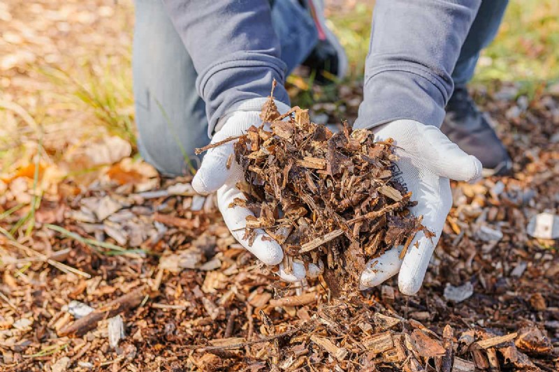 Effective Strategies for Removing Long‑Taproot Weeds