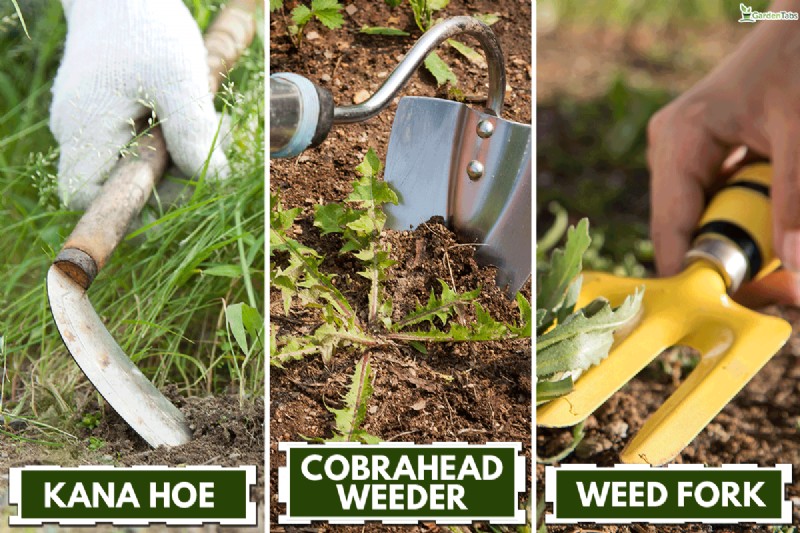 Effective Strategies for Removing Long‑Taproot Weeds