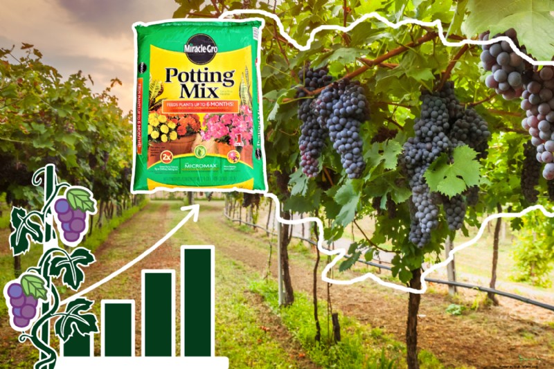 Using Miracle‑Gro on Grapevines: Benefits, Application, and Precautions