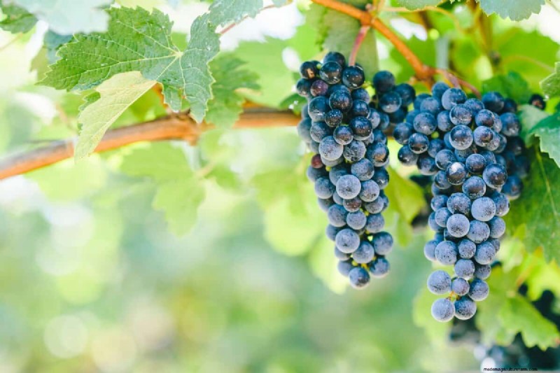 Using Miracle‑Gro on Grapevines: Benefits, Application, and Precautions