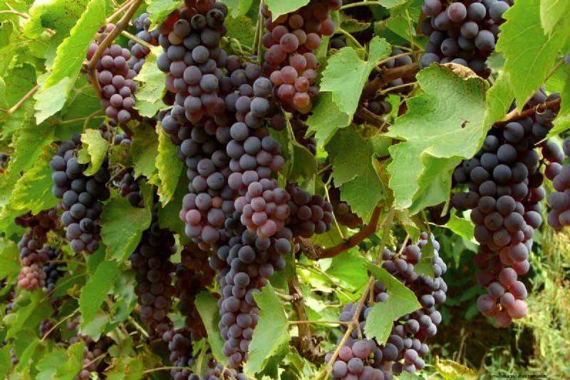 Using Miracle‑Gro on Grapevines: Benefits, Application, and Precautions